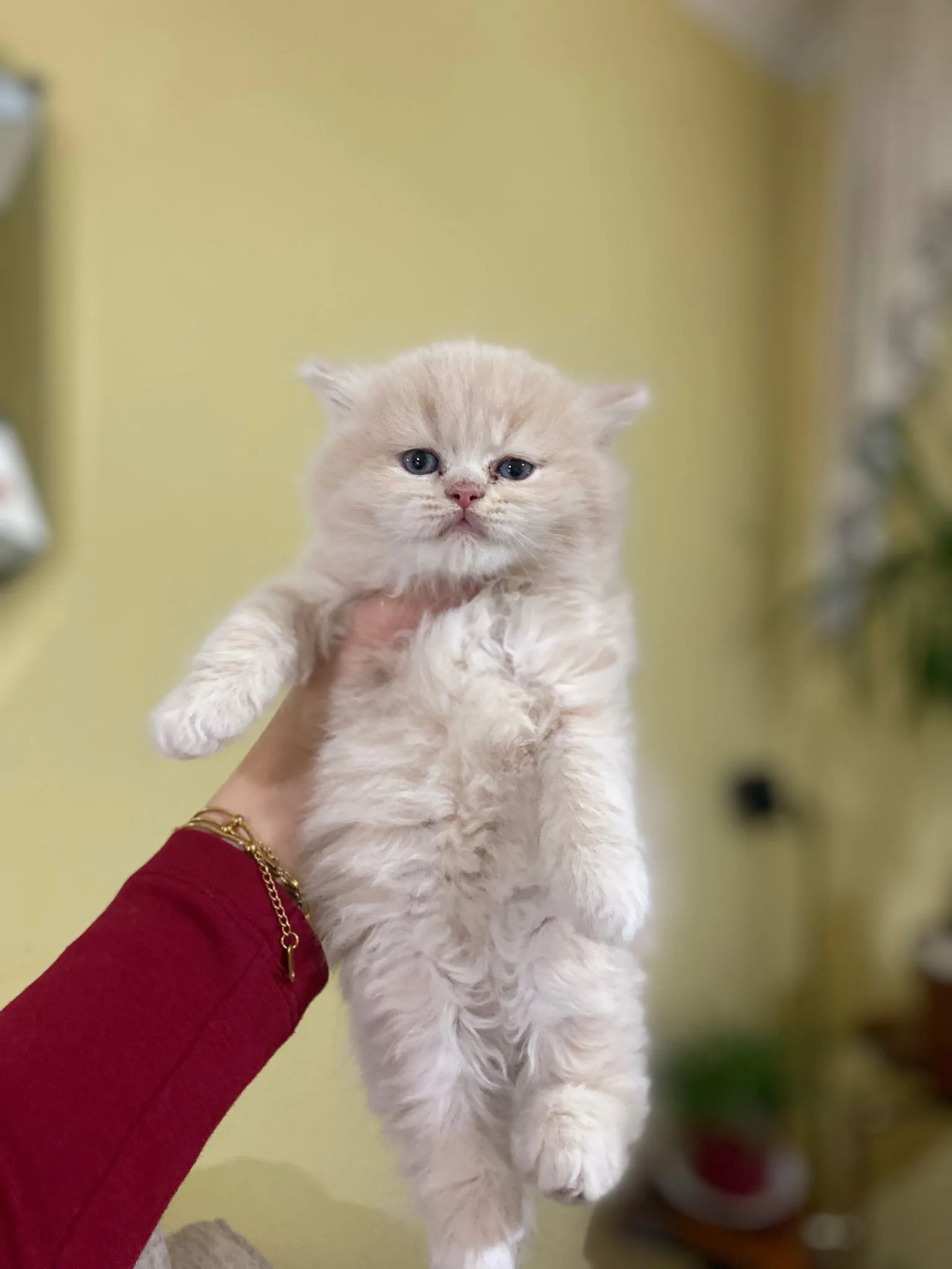 İkinci El ve Sıfır Alışveriş / Cep Telefonu / Modeller / Apple / iPhone 11